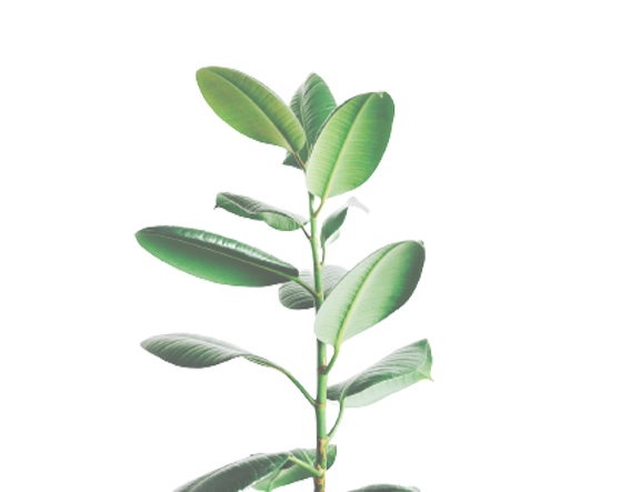 Investment Plant